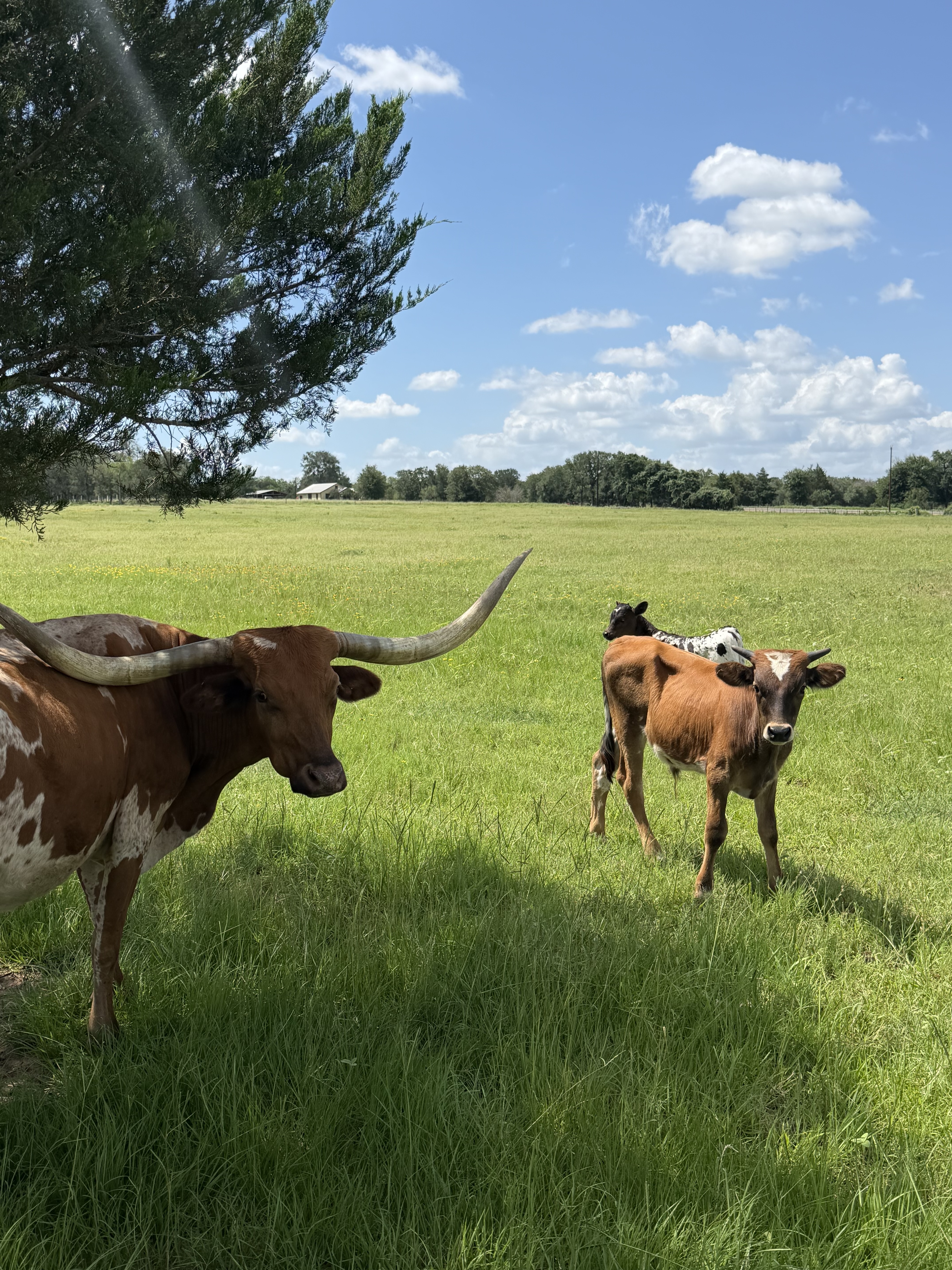 Longhorn herd on pasture